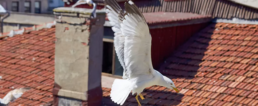 Residential Chimney Animal Removal Solution in Cleveland Heights, OH